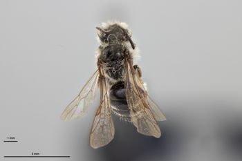 Media type: image;   Entomology 770400 Aspect: habitus dorsal view